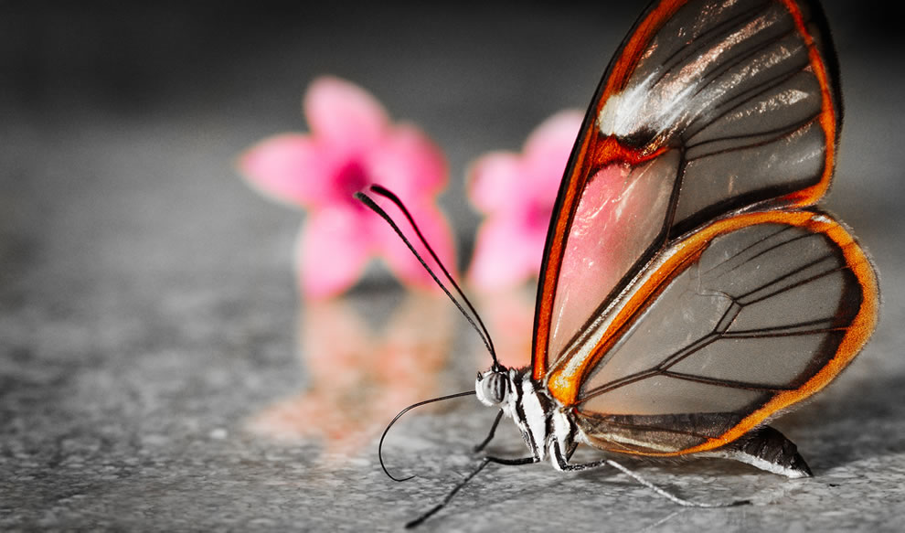 Les plus belles Photos de Greta Oto le Papillon transparent (2)