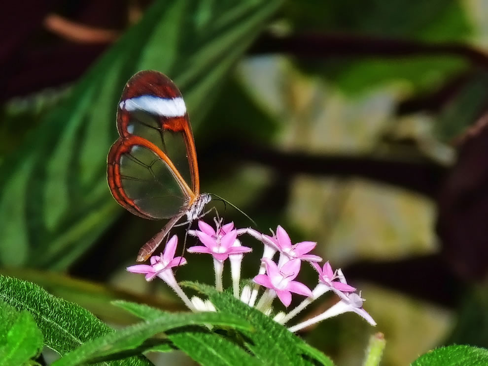 Les plus belles Photos de Greta Oto le Papillon transparent (8)