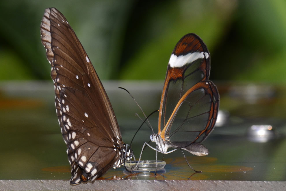 Les plus belles Photos de Greta Oto le Papillon transparent (18)
