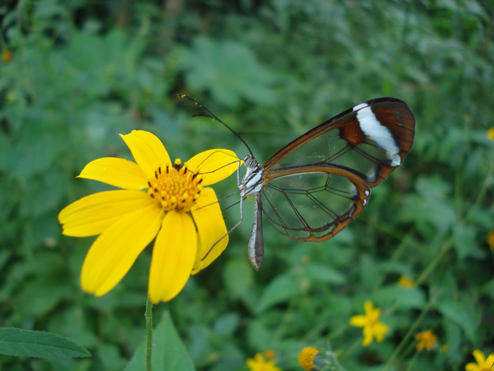 Les plus belles Photos de Greta Oto le Papillon transparent (19)