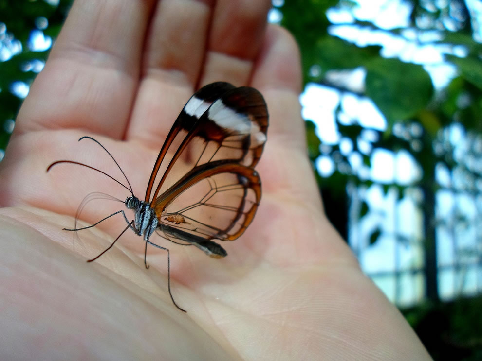 Les plus belles Photos de Greta Oto le Papillon transparent (23)