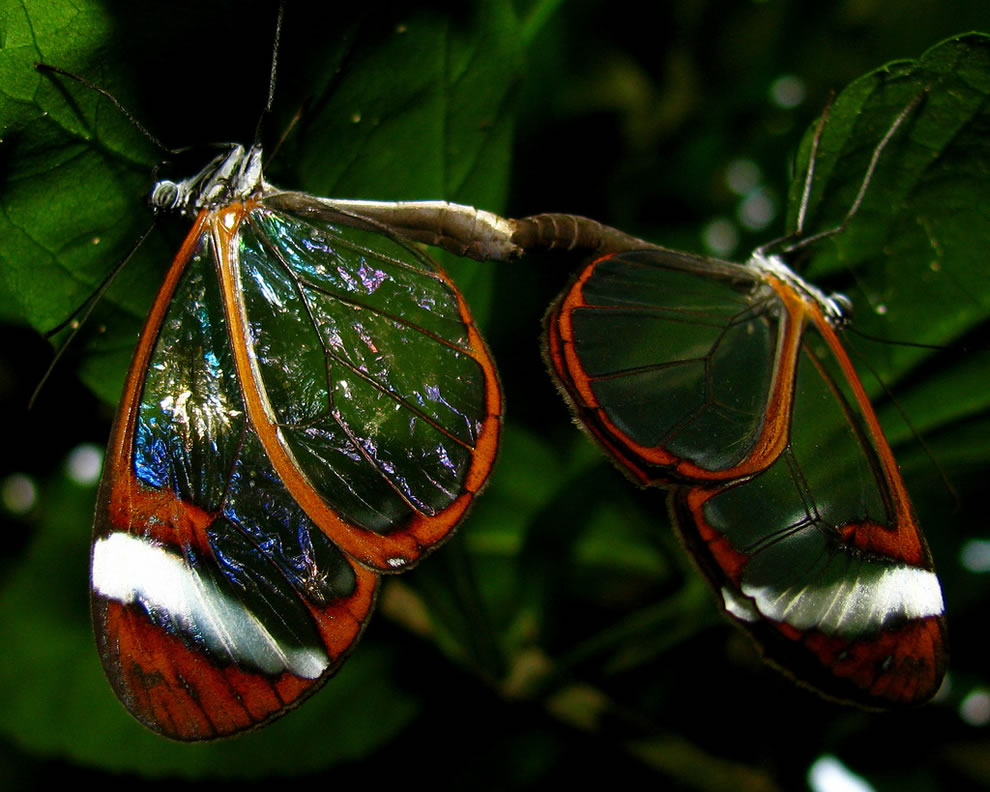 Les plus belles Photos de Greta Oto le Papillon transparent (24)