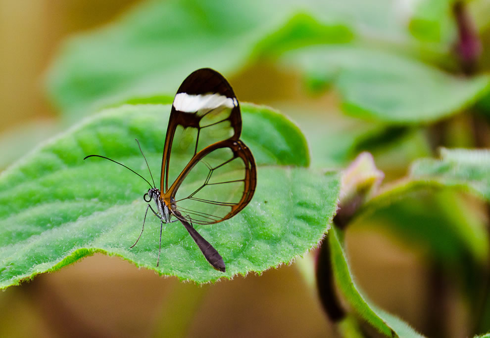Les plus belles Photos de Greta Oto le Papillon transparent (28)