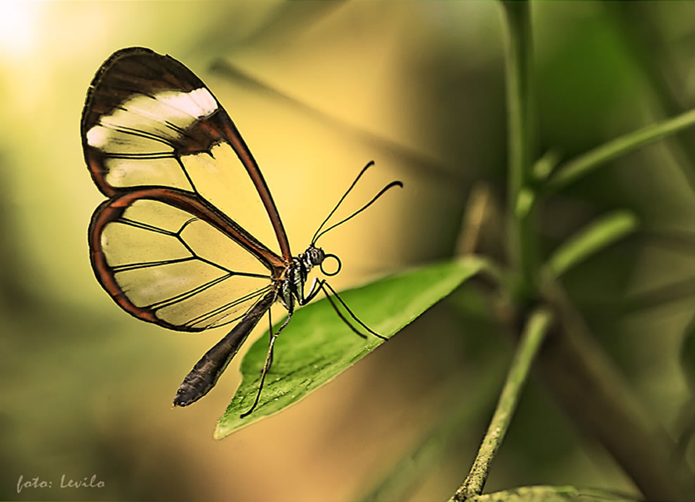Les plus belles Photos de Greta Oto le Papillon transparent (32)