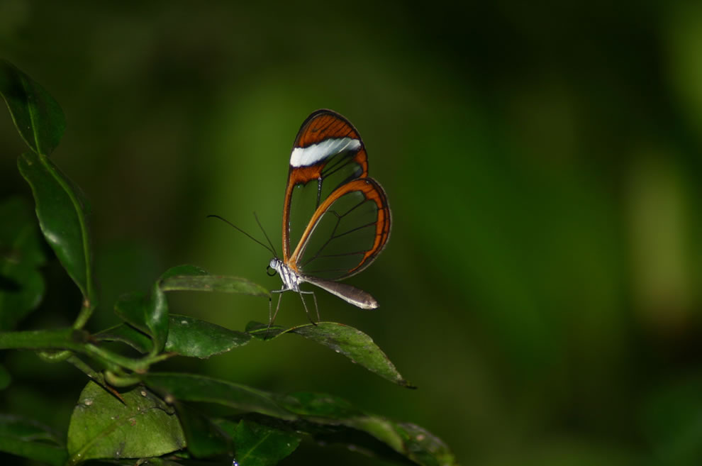 Les plus belles Photos de Greta Oto le Papillon transparent (33)