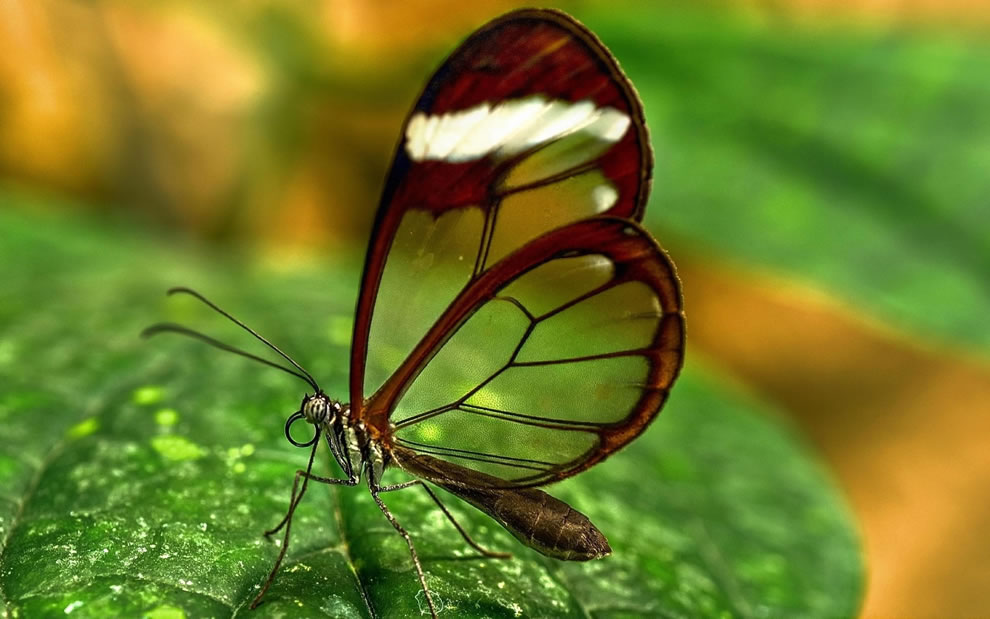 Les plus belles Photos de Greta Oto le Papillon transparent (37)