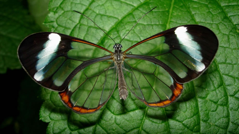 Les plus belles Photos de Greta Oto le Papillon transparent (40)