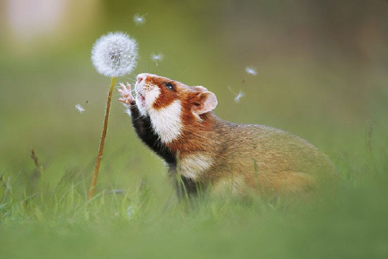 Les plus belles Photos de Hamsters sauvages d'Europe (1)