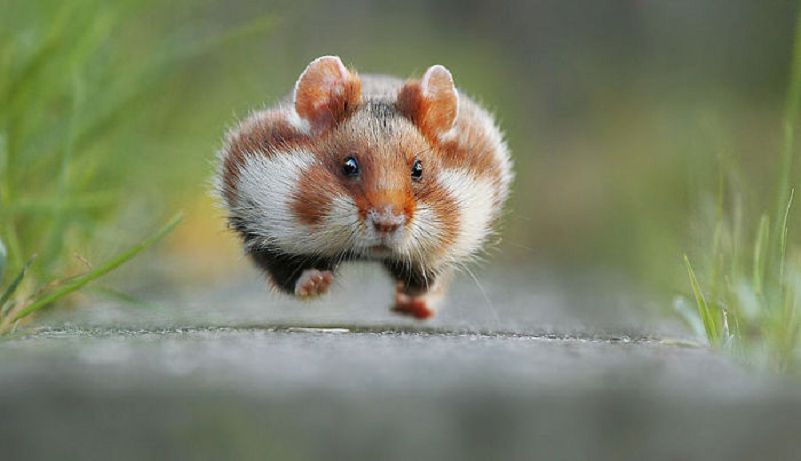Les plus belles Photos de Hamsters sauvages d'Europe (2)
