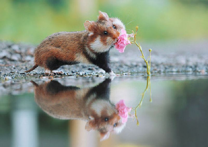 Les plus belles Photos de Hamsters sauvages d'Europe (4)