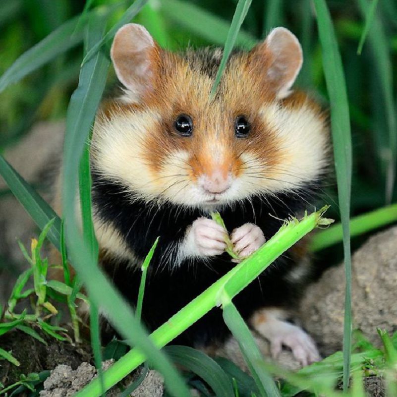 Les plus belles Photos de Hamsters sauvages d'Europe (5)