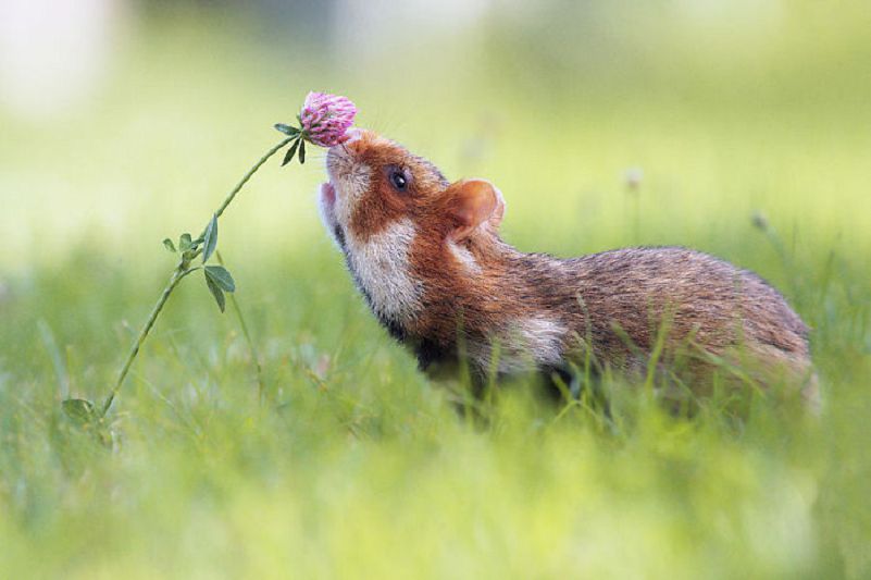 Les plus belles Photos de Hamsters sauvages d'Europe (6)