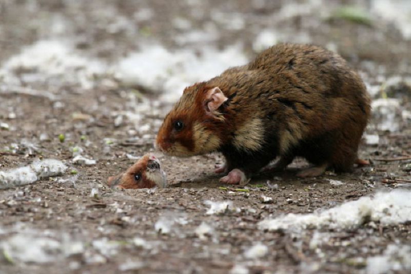 Les plus belles Photos de Hamsters sauvages d'Europe (7)