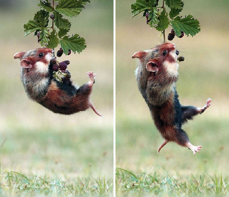 Les plus belles Photos de Hamsters sauvages d'Europe (8)