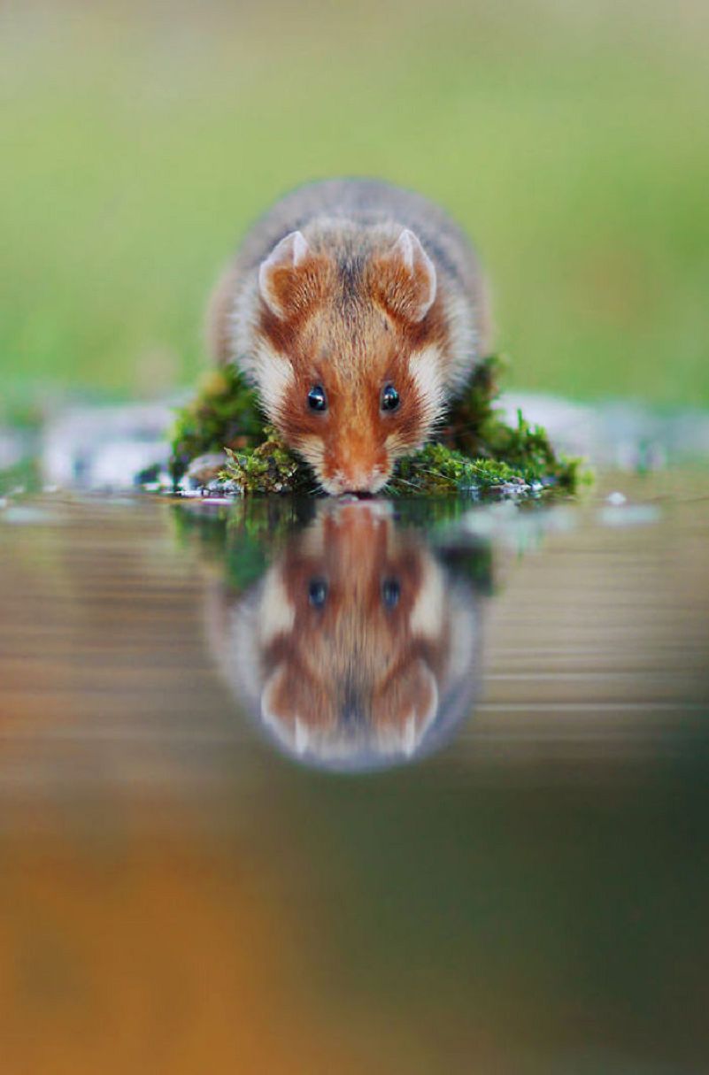 Les plus belles Photos de Hamsters sauvages d'Europe (12)