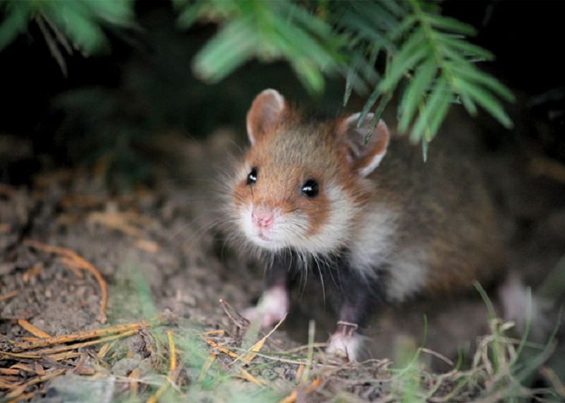 Les plus belles Photos de Hamsters sauvages d'Europe (13)