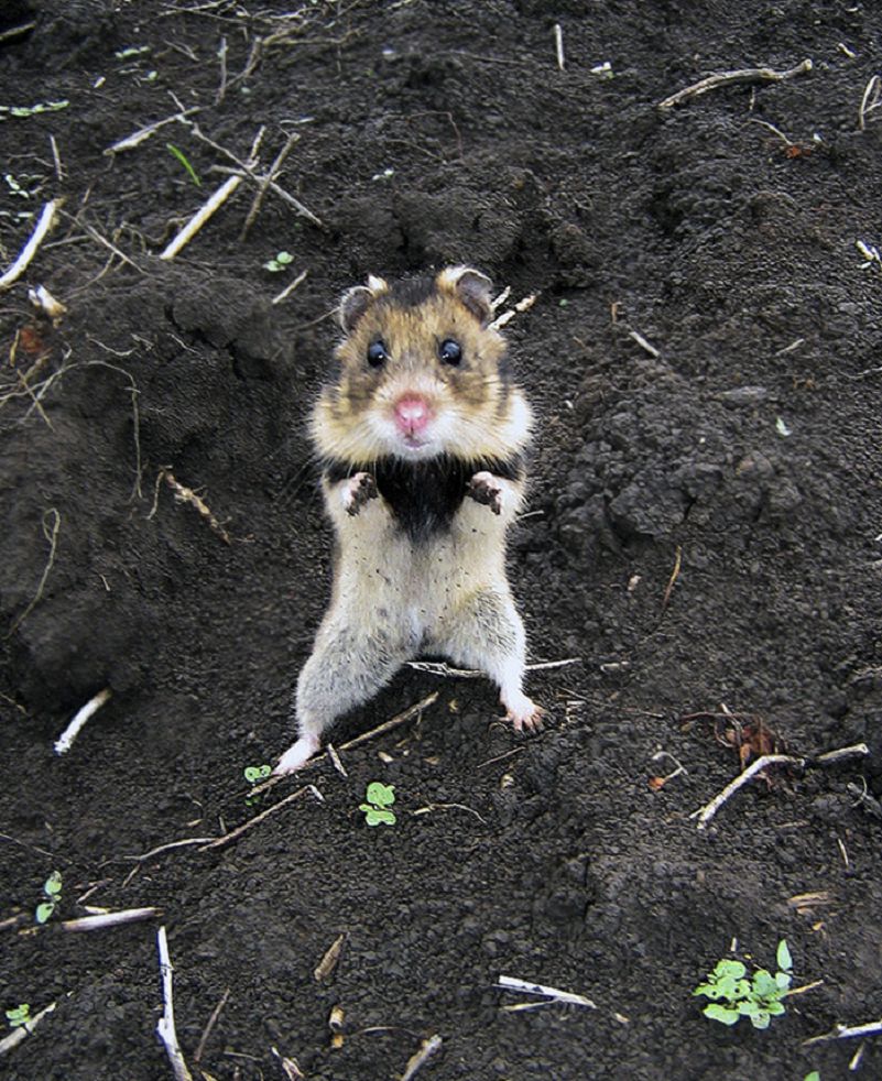 Les plus belles Photos de Hamsters sauvages d'Europe (14)